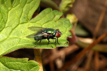 Green Bottle Blow Fly (Lucilia sericata).