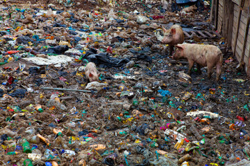 pigs loose in the trash