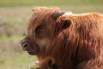 Highland Cow in the Black Mountains - 369570788