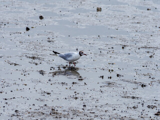 Fototapeta premium Lachmöve am Strand