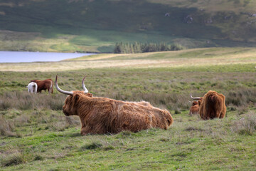 Highland Cow in the Black Mountains - 369570908