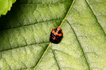 Harlequin ladybird Pupa, (Harmonia axyridis),