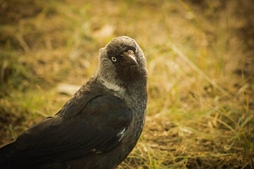bird of prey