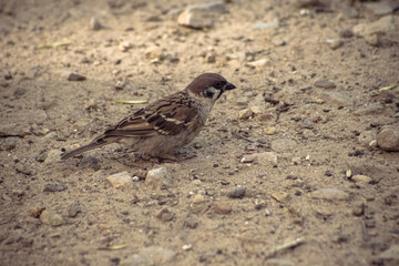 sparrow on the ground