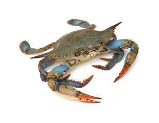 Blue Crab with white background - 369571563