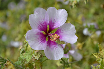 ラバテラ・マリティマ、バイカラー（Tree mallow)