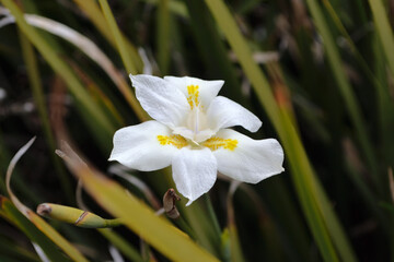 ダイエットロビンソニアーナ（Lord Howe wedding lily）