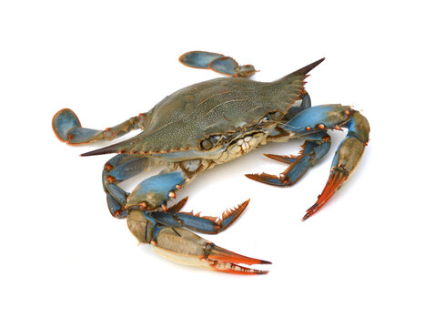 Blue Crab With White Background