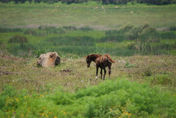 grazing horses in the meadow