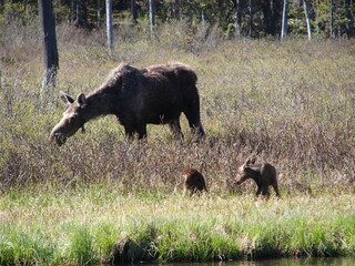 Mother moose with new twin babies
