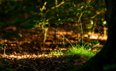 Obraz premium Roślina w poświacie słonecznej