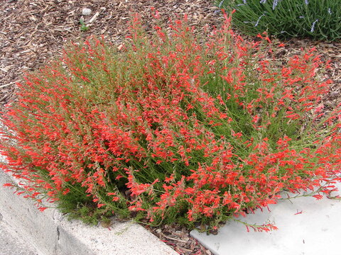 Penstemon pinefolius, pineleaf penstemon, orange red flowers on green foliage, in full bloom in a garden