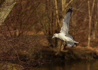seagull in flight