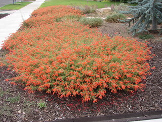 Zauschneria or hummingbird trumpet, orange flowers, in a xeriscape landscape