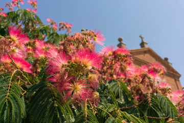 Close-up detail of the Persian Silk tree