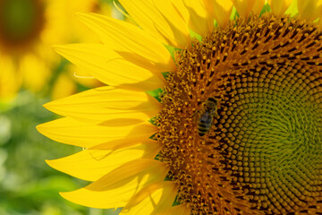 A bee collecting pollen from sunflower close-up