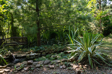Beautiful striped leaves of yucca gloriosa Variegata on shore of garden pond with frog-shaped fountain. Summer sunny day. Relaxing atmosphere in evergreen landscaped garden. North Caucasus nature.