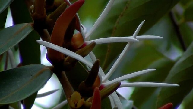 White wildflower (Xylopia aromatica) native of brazilian savannah.