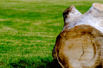 The log of wood in park