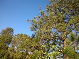 Fototapeta premium blossoming apple tree