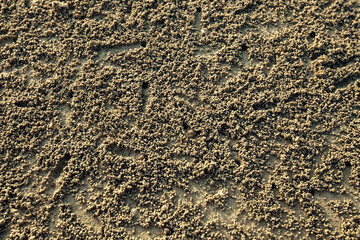 Sand beach close-up texture covered with traces of the crabs.