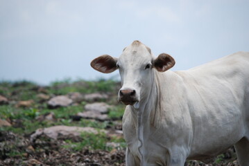 cow on a meadow