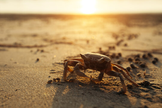 Close-up the crab on the golden sand of the ocean coast.