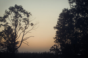 Majesty of nature: misty forest at sunrise.