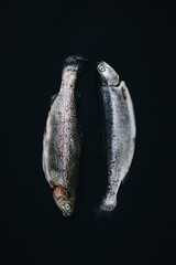 Two raw trout fish on dark background in studio