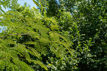 Fototapeta premium Albizia julibrissin is Persian silk tree or pink silk tree of Fabaceae family. Carved leaves on branches of acacia on blurred background of greenery of garden. Close-up. Atmosphere of calm relaxation.