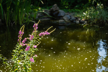 Naklejka premium Litrum salikaria or purple loosestrife. Blooming purple loosestrife on blurred background of pond water. Selective focus. Atmosphere of calm relaxation on shore of pond. Nature concept for design.