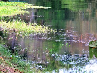 Obraz premium reflections on the lake in the forest