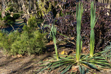 Yucca filamentosa. Yucca filamentosa leaves are collected in a bunch and tied for protection from snow. Landscaped garden. In background are boxwood bushes, Mahonia aquifolium or Oregon and junipers.