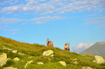 Kozice na górskim szczycie, Wołowiec, Tatry Zachodnie