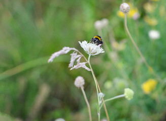 bumblebee, insect collects pollen from flowers in a meadow