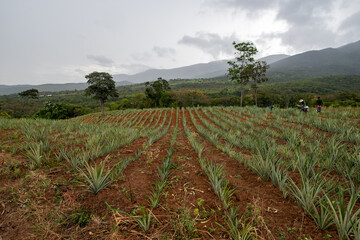 Fototapeta na wymiar Cultivo de piña