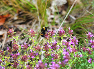 bumblebee, insect collects pollen from flowers in a meadow