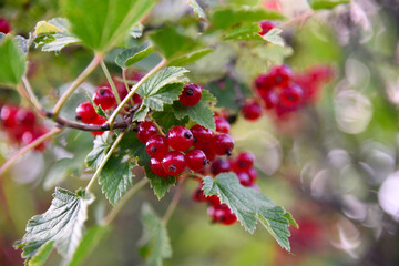 Ripe red currant berries on a branch