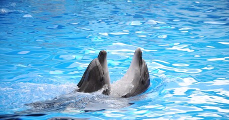 Fototapeta premium Beautiful two dolphins swim in the pool water of the dolphinarium.