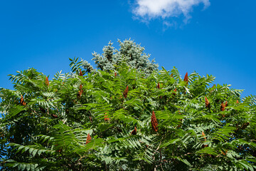 Rhus typhina (Staghorn sumac, Anacardiaceae) tree. Tree with green carved leaves against blue sky background. Bright green leaves of sumac on flexible branch. North Caucasus nature concept for design.
