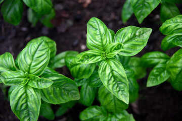 Spicy aromatic leaves of the green Basil variety