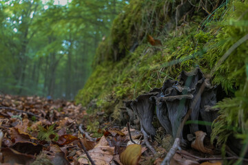 edible autumn mushrooms in the forest craterellus cornucopioides