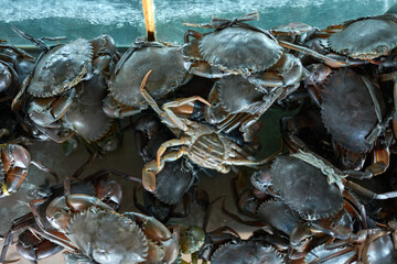 fresh Mud Crabs for sale at traditional seafood market