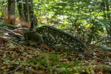 animal en la naturaleza