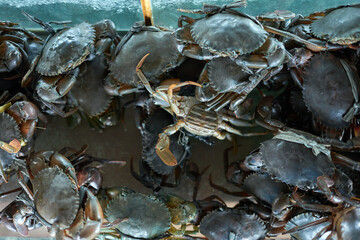 fresh Mud Crabs for sale at traditional seafood market