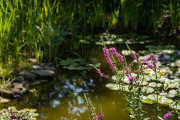 Litrum salikaria or purple loosestrife. Blooming purple loosestrife on blurred background of pond water. Selective focus. Atmosphere of calm relaxation on shore of pond. Nature concept for design.