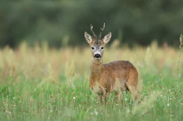 Rolgordijnen Roe deer buck( Capreolus capreolus ) © Piotr Krzeslak