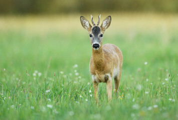 Roe deer young buck( Capreolus capreolus )