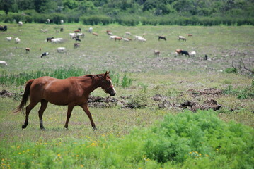 Fototapeta premium cows in the field