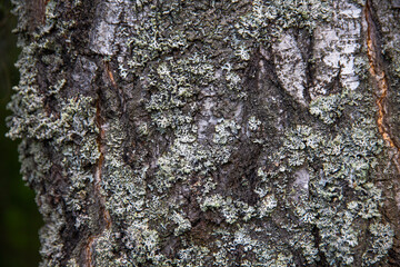 white lichens on the bark of a tree in the forest, natural texture